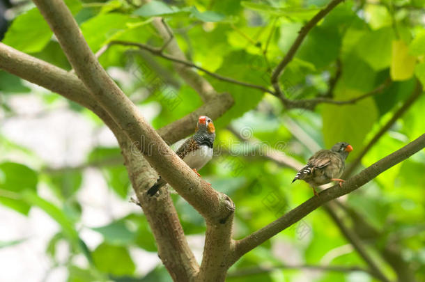 树枝上的两只热带小鸟