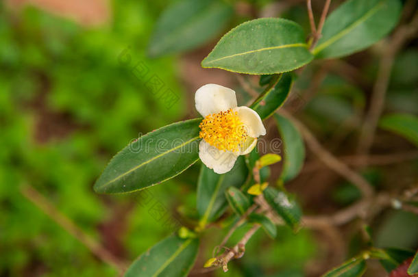 <strong>茶花</strong>和新鲜的叶子。