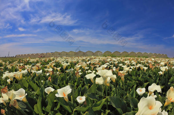 百合花和马蹄莲已经凋谢了