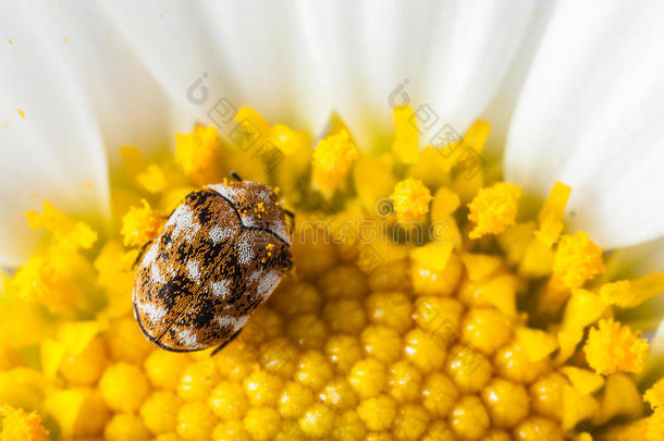 虫子和花粉