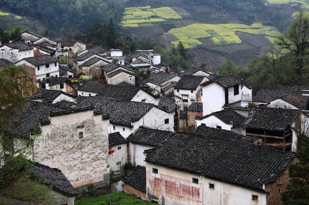 油菜花盛开的中国山村
