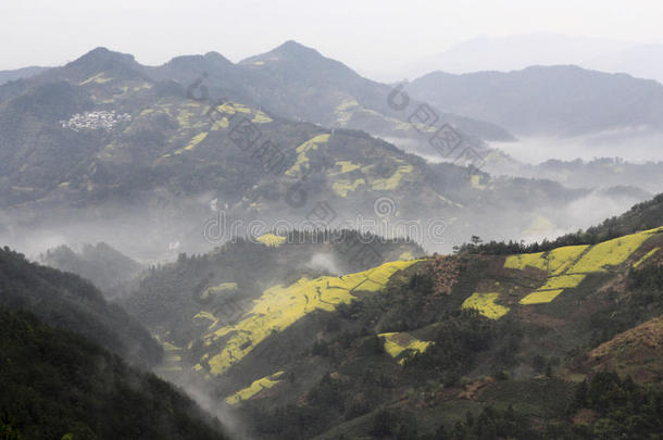 中国山区油菜花开