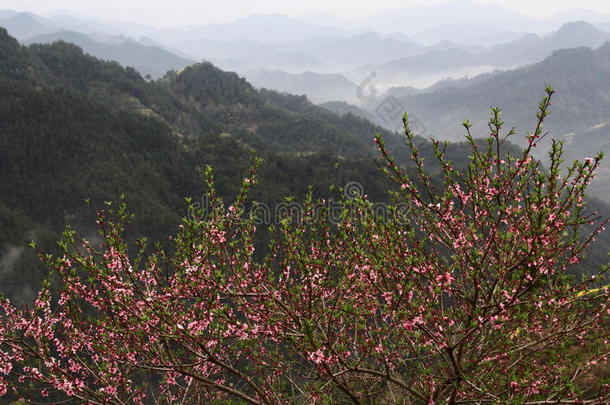 中国山区桃花盛开