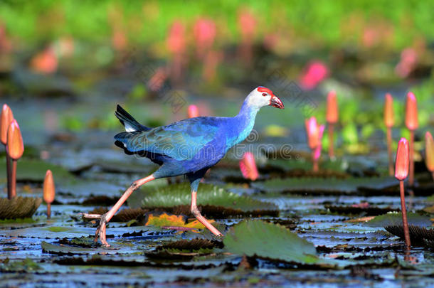 蓝色的水鸟在粉红色的荷花间漫步