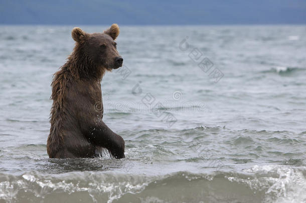 <strong>棕熊</strong>在湖里捕鱼
