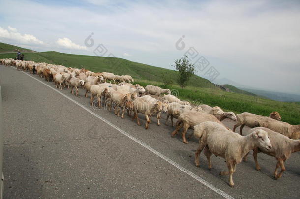 路上的绵羊
