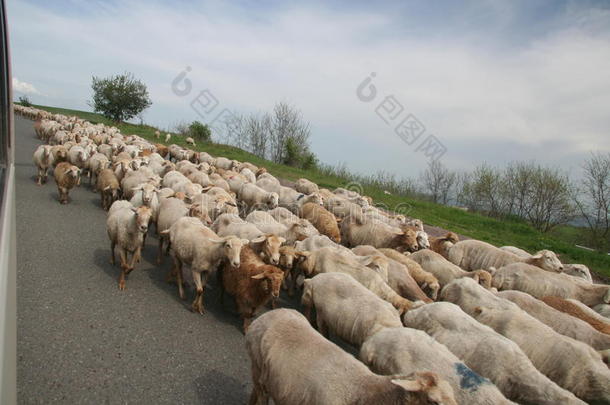 路上的绵羊