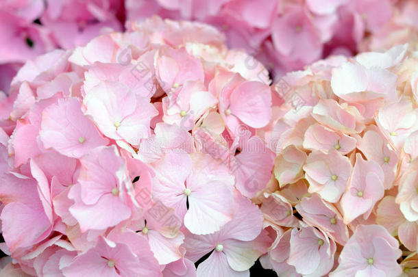 粉红绣球花