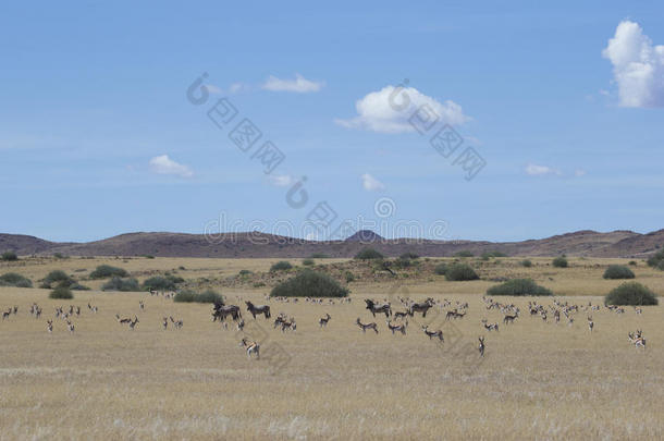 非洲大草原上的野生动物