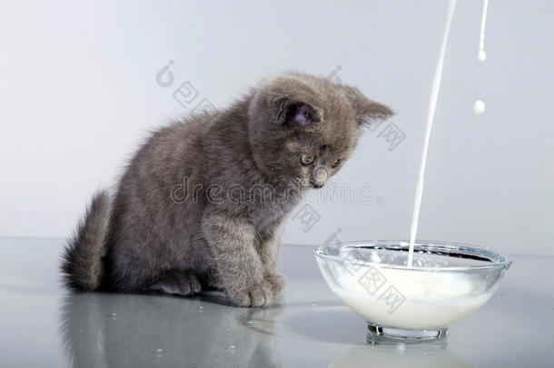 小猫咪格雷看着玻璃碗里的牛奶