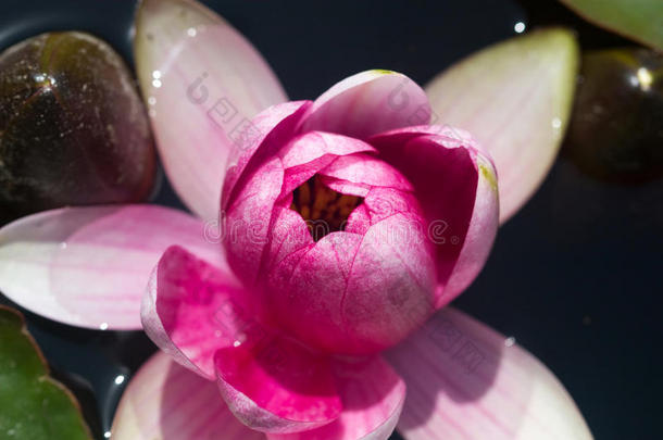 花瓣粉红色的百合花在明亮的阳光下