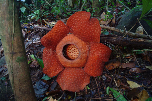 <strong>世界上最大</strong>的花，马来西亚沙捞越，gunung-gading国家公园的团木花