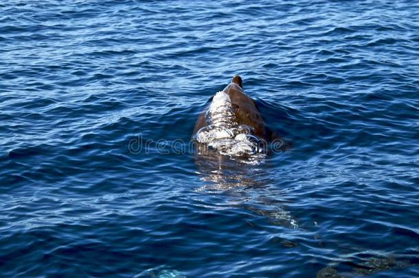 宽吻海豚在水面上呼气