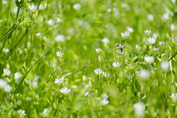 有白色小花和昆虫的新鲜草地