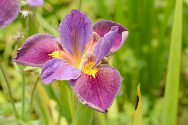 <strong>大红花</strong>雄蕊