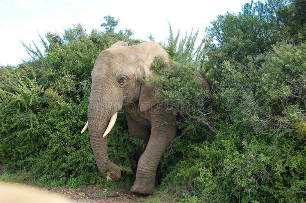 从灌木丛中爬出来的大象