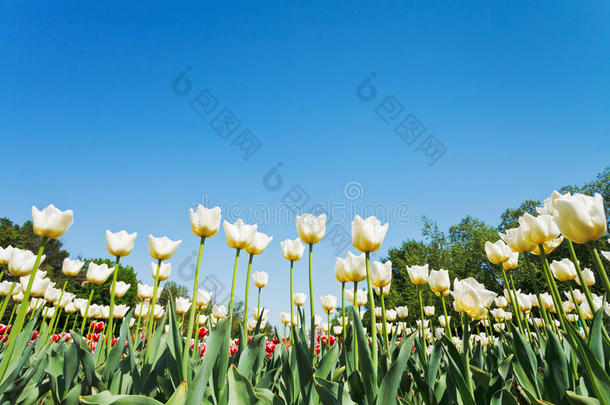 蓝天花坛上的白色观赏郁金香