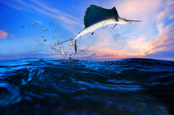 在蓝海上空飞行的旗鱼用于海洋生物和美丽的水生生物
