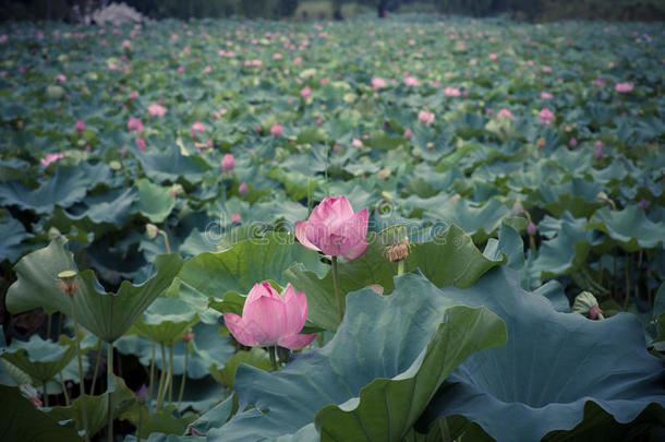 盛<strong>夏荷花</strong>盛开