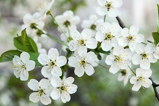 樱花枝头