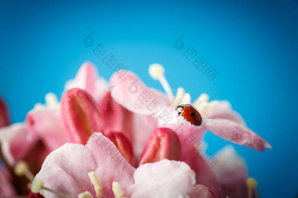 粉红色美丽花朵上的瓢虫