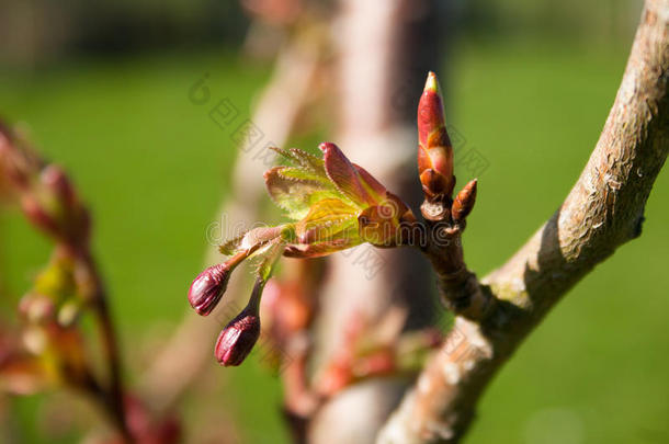 树上的樱桃<strong>萌芽</strong>枝