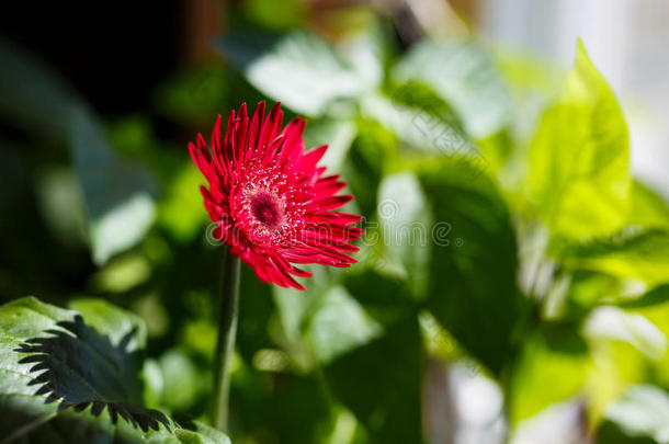 绿色背景上的红色非洲<strong>菊花瓣</strong>