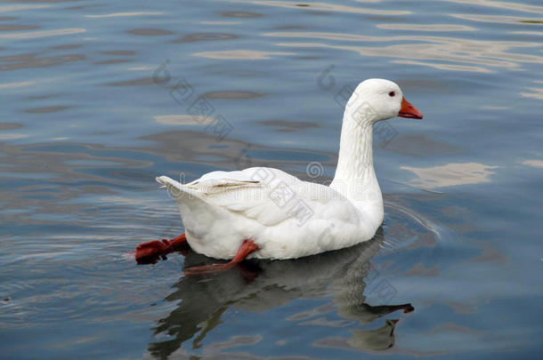 湖中漂浮的白鹅。