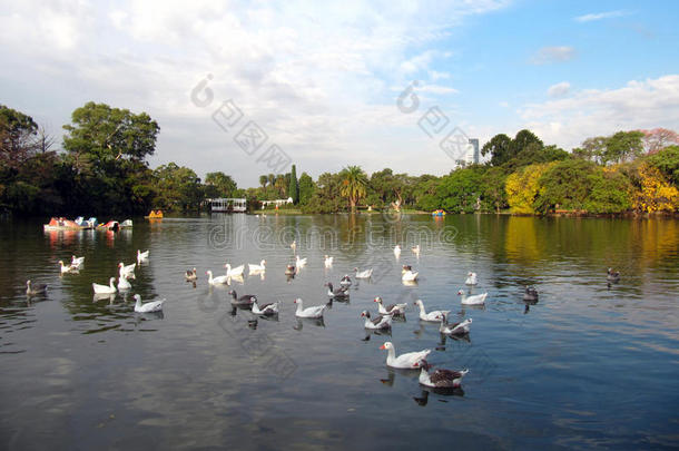 城市秋天的自然和湖中的鸟。