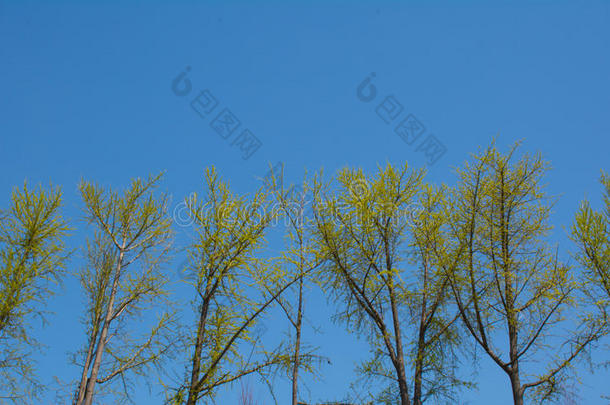 树叶黄绿色，天空湛蓝的树