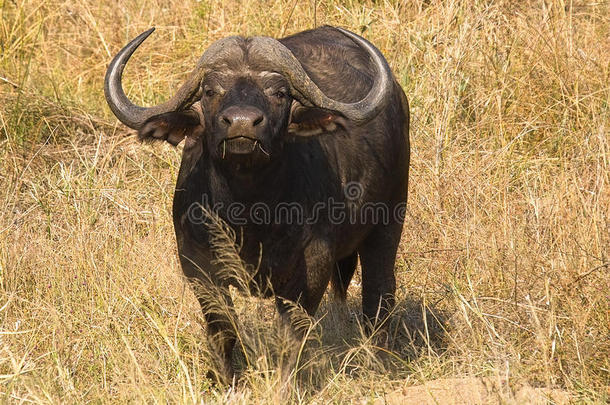 非洲水牛或开普法罗（syncerus caffer）