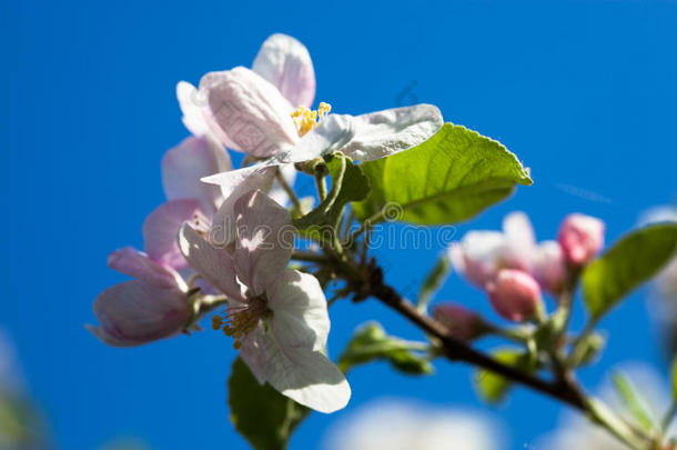 <strong>蓝天背景</strong>下的苹果树<strong>花朵</strong>