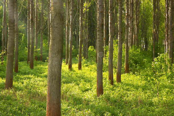 森林闪闪发光，覆盖着绿色的植物，阳光扑面<strong>而来</strong>