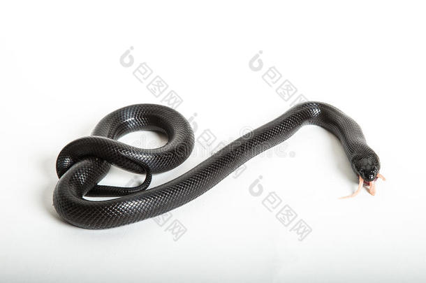 黑金蛇