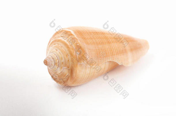 白色背景上扭曲的海贝粉色螺旋钻样式