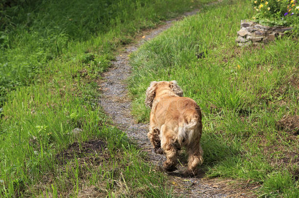 英国可卡犬沿着小路奔跑。