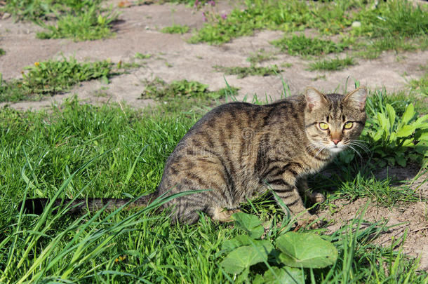 青草上的灰猫