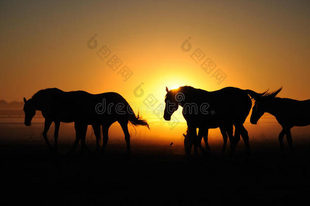 日出时的一群马。