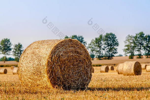 收割过的田地里的圆形稻草包