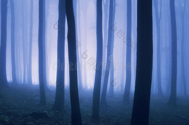 雾森林的超现实照片