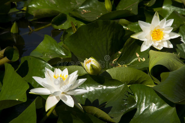 荷花；荷花；睡莲；烛台；尼努帕；