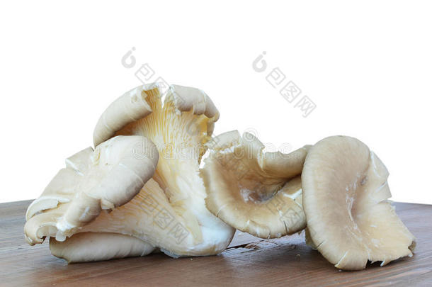 牡蛎蘑菇-<strong>平菇</strong>特写