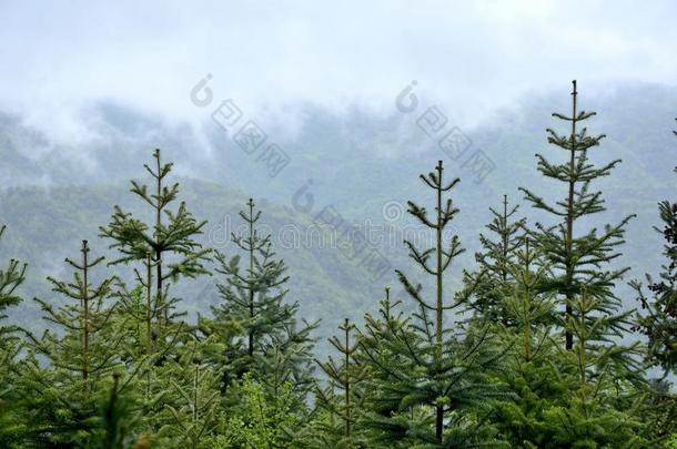 中国湖北武当山