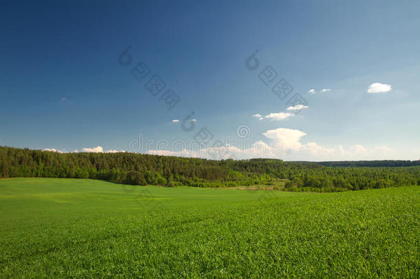 夏日田野树林景观