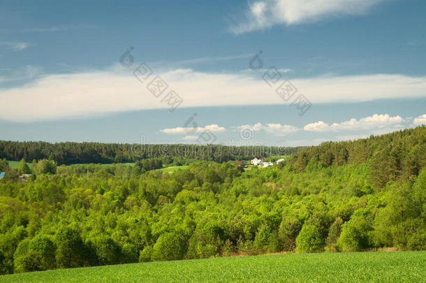 夏日田野树林景观