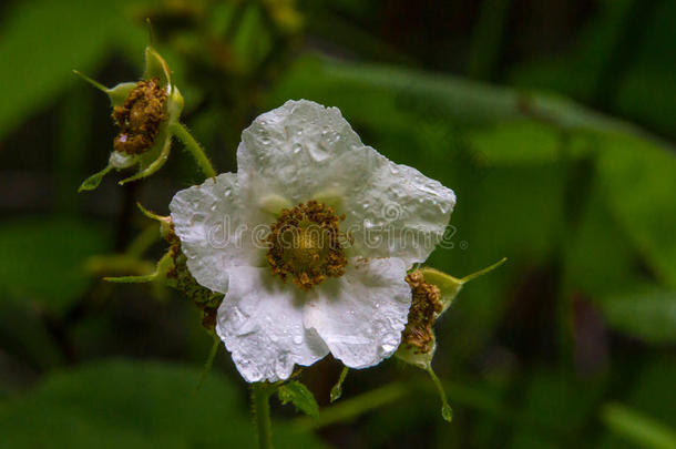 顶针花