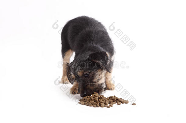 小猎犬混合吃狗粮