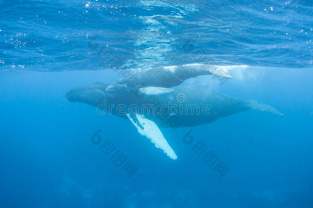 母鲸和小牛座头鲸2