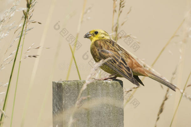 黄锤（emberiza Citrinela）在岗位上。