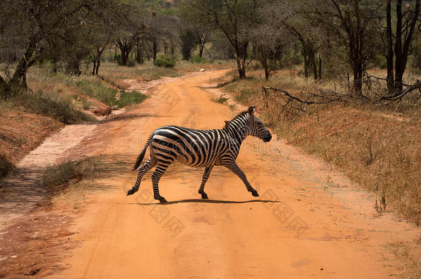 在肯尼亚，斑马穿过马路